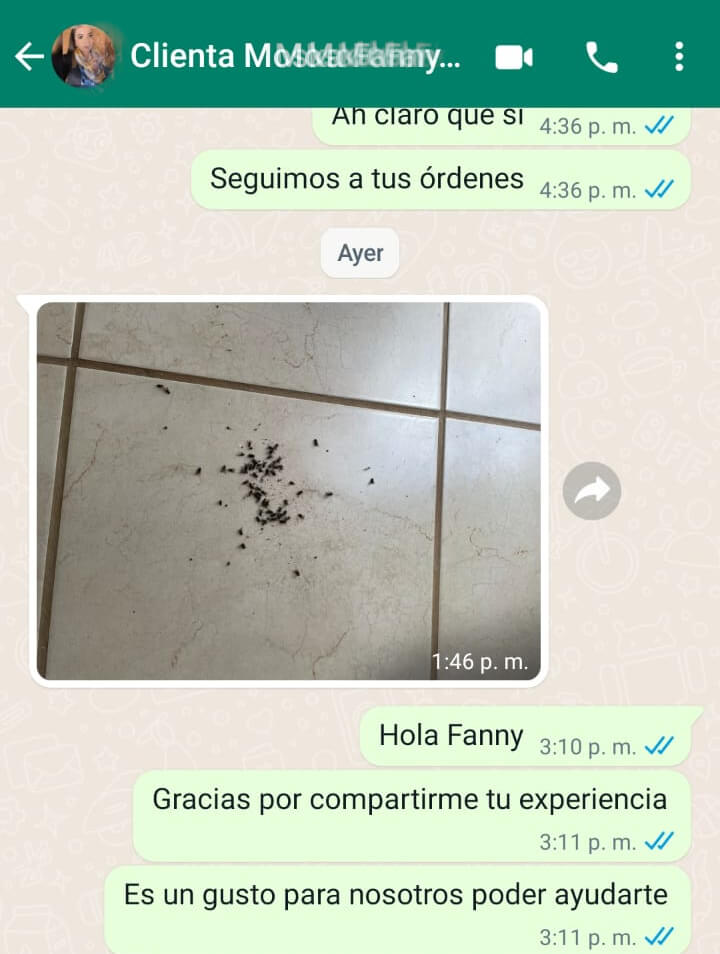 mata-moscas-prganico-moska-loka-testimonio-7