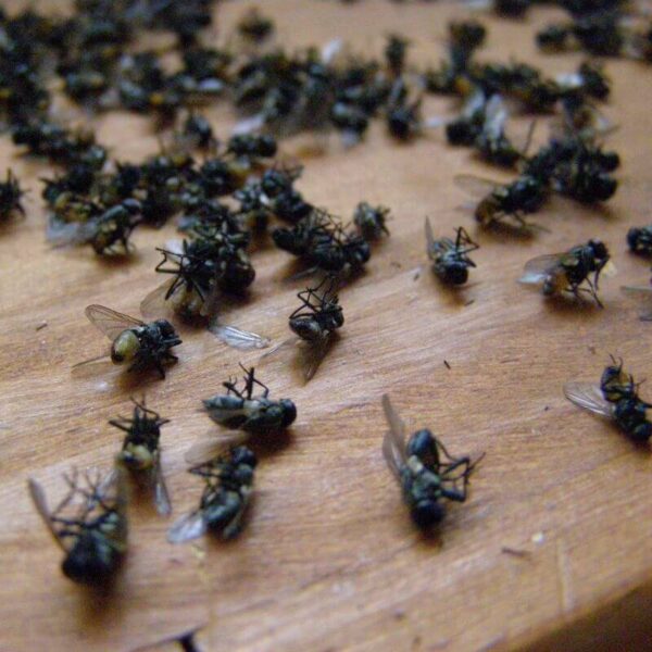 El Insecticida potente para moscas orgánico Moska Loka es super rendidor