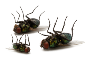 Insecticida orgánico para moscas eliminando plaga de forma segura, sin tóxicos y efectivo en minutos. Insecticida orgánico para moscas eliminando plaga de forma segura, sin tóxicos y efectivo en minutos.